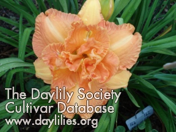 Daylily Bob Millers Vols
